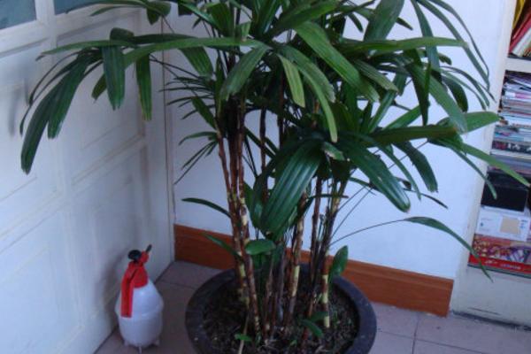 棕竹盆景怎么制作 盆栽棕竹養殖方法