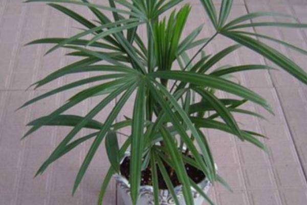 棕竹盆景怎么制作 盆栽棕竹養殖方法