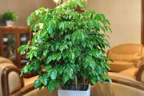 平安樹市場價格多少錢一盆 平安樹的養護管理