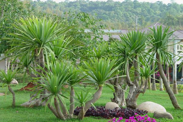 龍血樹葉子發(fā)黃怎么辦 龍血樹施什么肥