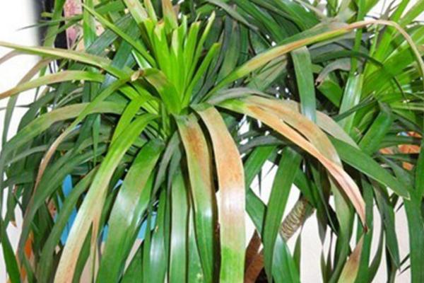 龍血樹葉子發黃怎么辦 龍血樹施什么肥