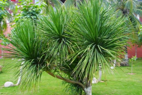 龍血樹葉子發黃怎么辦 龍血樹施什么肥