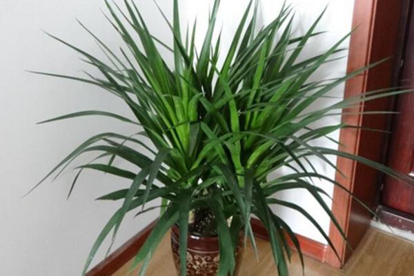 龍血樹葉子發黃怎么辦 龍血樹施什么肥