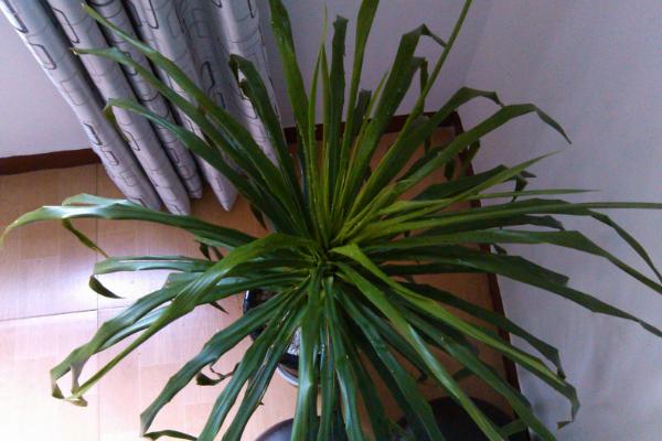 龍血樹葉子發黃怎么辦 龍血樹施什么肥