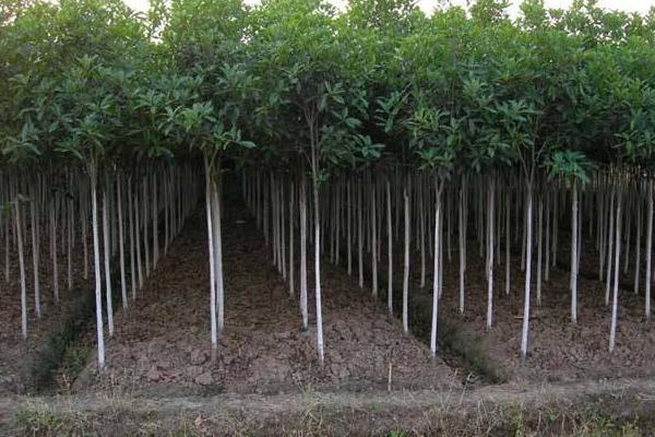 桂花樹苗市場價格多少錢一棵（5公分、10公分、15公分、20公分） 桂花樹的品種分類