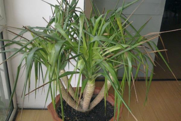 龍血樹市場價格多少錢一盆 龍血樹的養殖方法