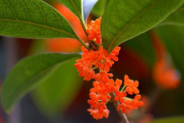 桂花樹苗市場價格多少錢一棵(5公分、10公分、15公分、20公分) 桂花樹的品種分類