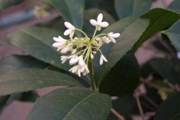 桂花樹苗市場價格多少錢一棵(5公分、10公分、15公分、20公分) 桂花樹的品種分類