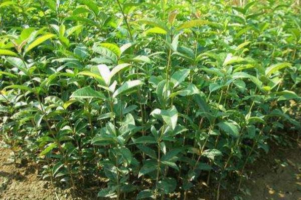 桂花樹苗市場價格多少錢一棵(5公分、10公分、15公分、20公分) 桂花樹的品種分類