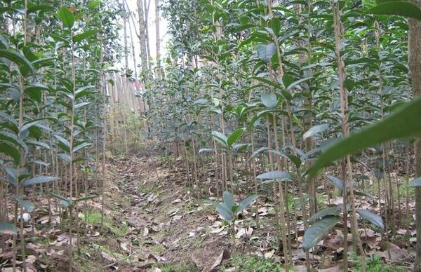 桂花樹苗市場價格多少錢一棵(5公分、10公分、15公分、20公分) 桂花樹的品種分類