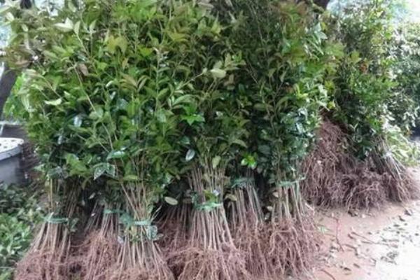 桂花樹苗市場價格多少錢一棵(5公分、10公分、15公分、20公分) 桂花樹的品種分類