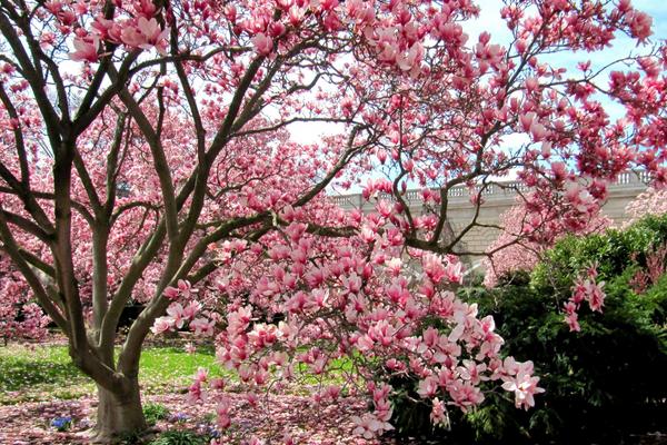 木蘭花與玉蘭花的區(qū)別是什么 木蘭花怎么繁殖