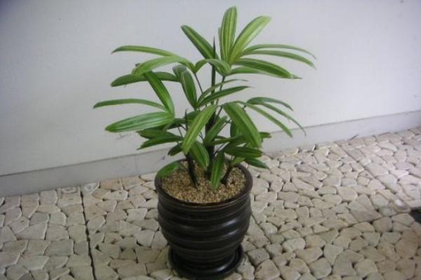 家庭養(yǎng)棕竹好嗎 養(yǎng)棕竹對(duì)風(fēng)水的作用