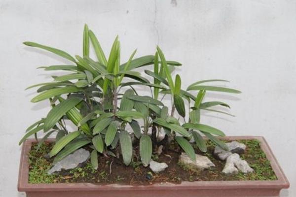 家庭養(yǎng)棕竹好嗎 養(yǎng)棕竹對(duì)風(fēng)水的作用