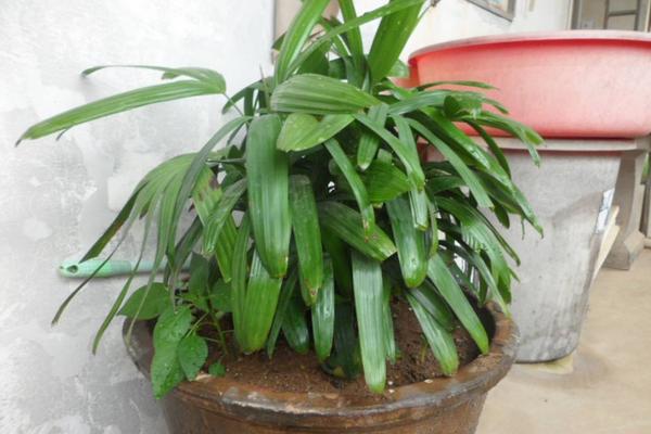 家庭養(yǎng)棕竹好嗎 養(yǎng)棕竹對(duì)風(fēng)水的作用