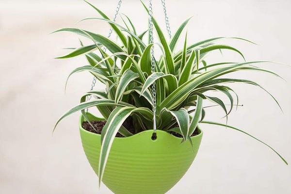 家庭養(yǎng)棕竹好嗎 養(yǎng)棕竹對(duì)風(fēng)水的作用