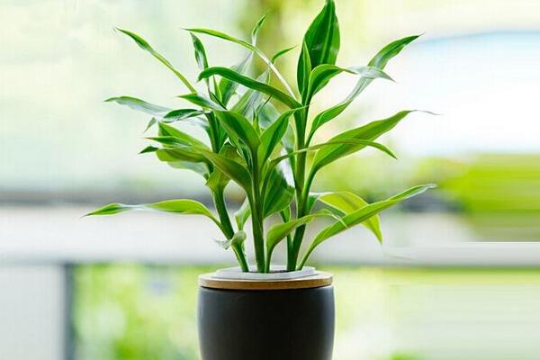 家庭養(yǎng)棕竹好嗎 養(yǎng)棕竹對(duì)風(fēng)水的作用