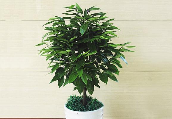 平安樹市場價格多少錢一盆 平安樹的養護管理