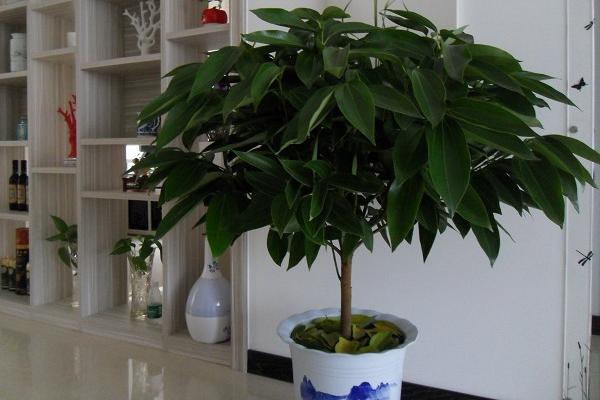 平安樹市場價格多少錢一盆 平安樹的養護管理