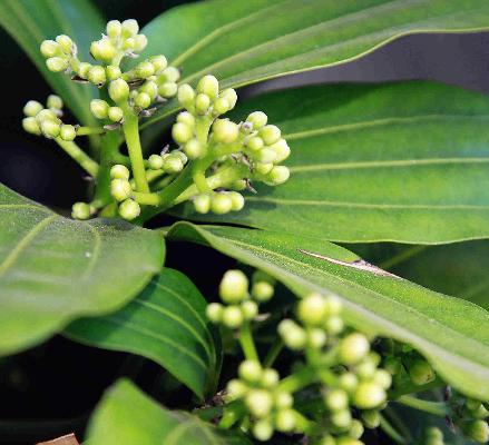 平安樹市場價格多少錢一盆 平安樹的養護管理