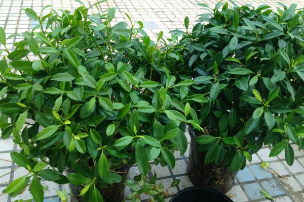 平安樹市場價格多少錢一盆 平安樹的養護管理