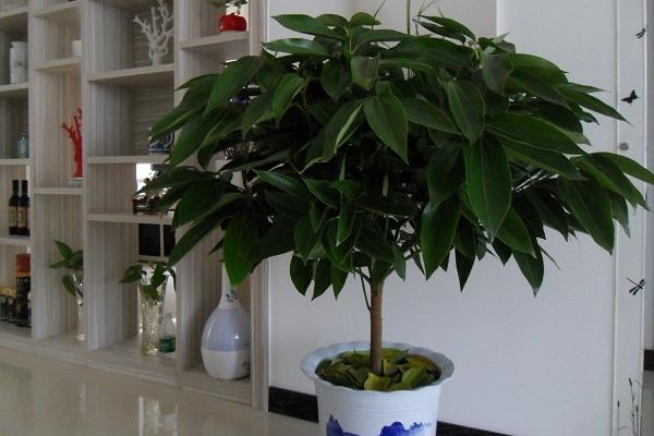 平安樹有毒嗎 平安樹能放在室內(nèi)臥室嗎