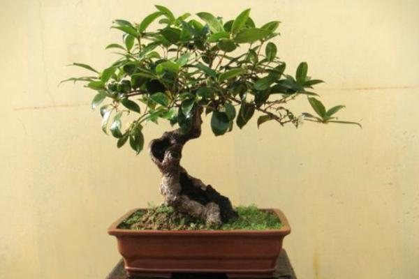 盆栽桂花樹怎么養 盆栽桂花樹養殖方法與注意事項