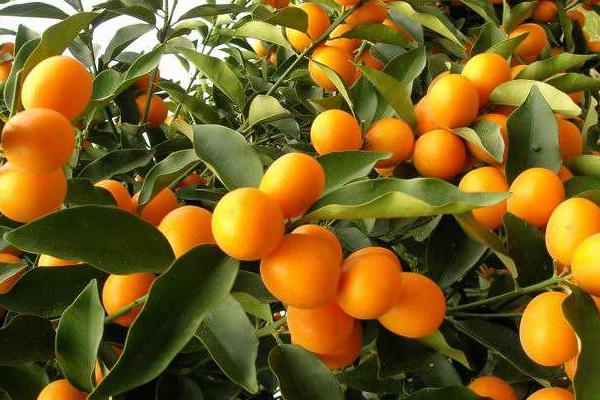 金桔市場價格多少錢一斤 金桔怎么挑選