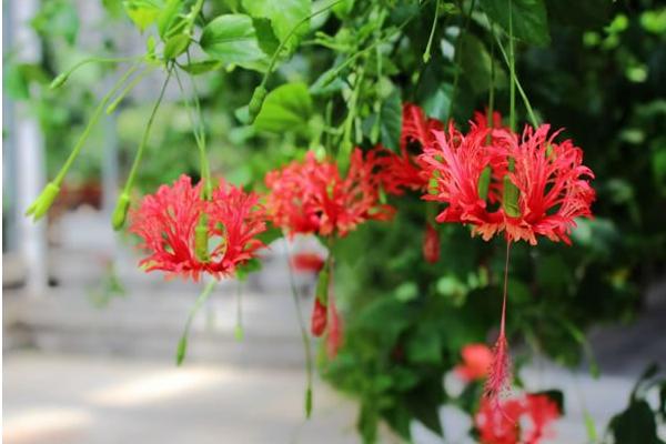 吊燈扶桑怎么養 吊燈扶桑養殖方法與注意事項