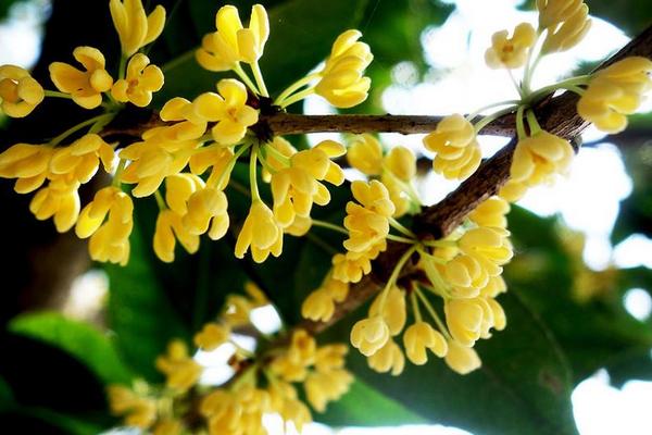 桂花圖片大全 桂花花語及寓意 桂花是什么顏色的