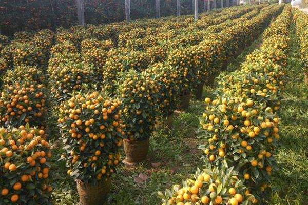 金桔樹什么時候開花 金桔幾年結果