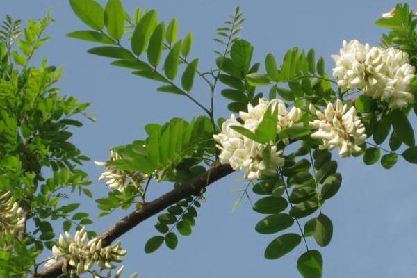 槐花治痔瘡嗎 吃槐花有什么好處