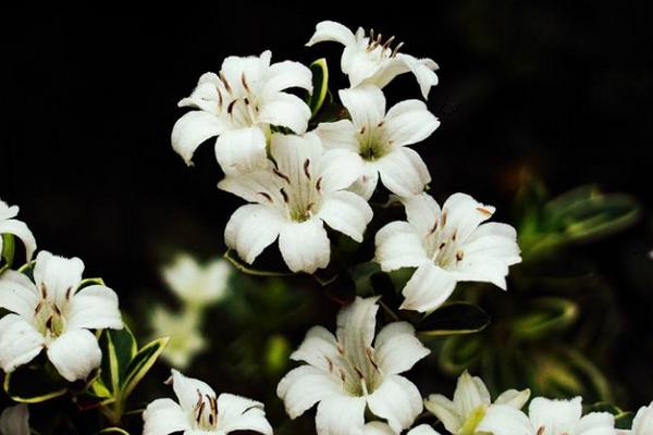 六月雪圖片大全 六月雪花語及寓意