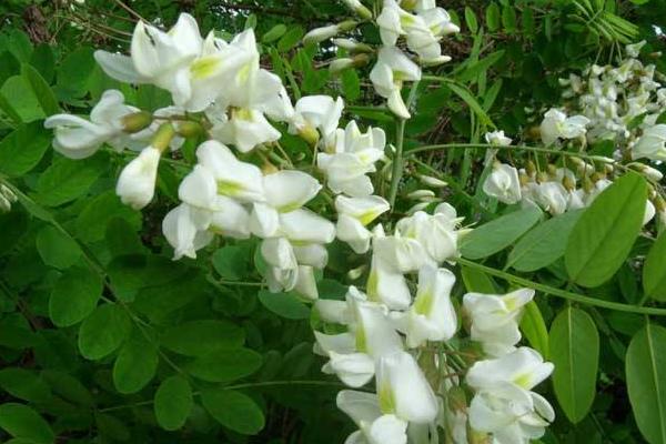 槐花治痔瘡嗎 吃槐花有什么好處