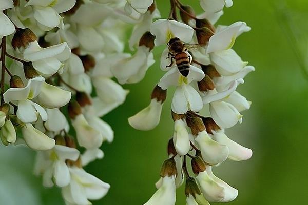槐花治痔瘡嗎 吃槐花有什么好處