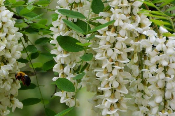 槐花治痔瘡嗎 吃槐花有什么好處