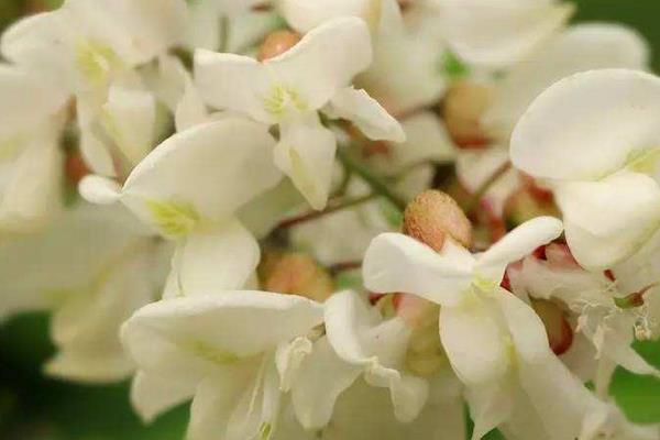 槐花泡水喝的功效與作用  槐花怎么泡水