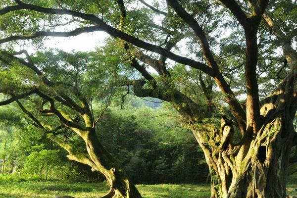 榕樹盆景圖片大全 榕樹的寓意 榕樹的特點