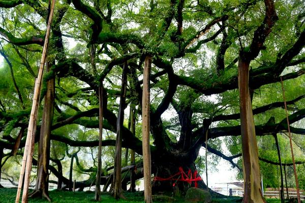 榕樹盆景圖片大全 榕樹的寓意 榕樹的特點(diǎn)