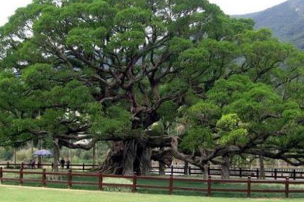 榕樹盆景圖片大全 榕樹的寓意 榕樹的特點(diǎn)