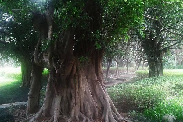 榕樹盆景圖片大全 榕樹的寓意 榕樹的特點(diǎn)