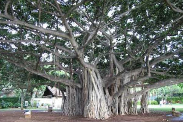 榕樹盆景圖片大全 榕樹的寓意 榕樹的特點(diǎn)