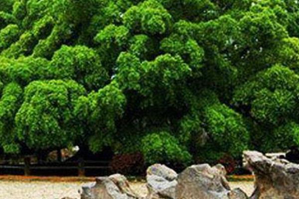 榕樹盆景圖片大全 榕樹的寓意 榕樹的特點(diǎn)