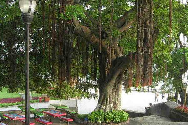 榕樹盆景圖片大全 榕樹的寓意 榕樹的特點(diǎn)