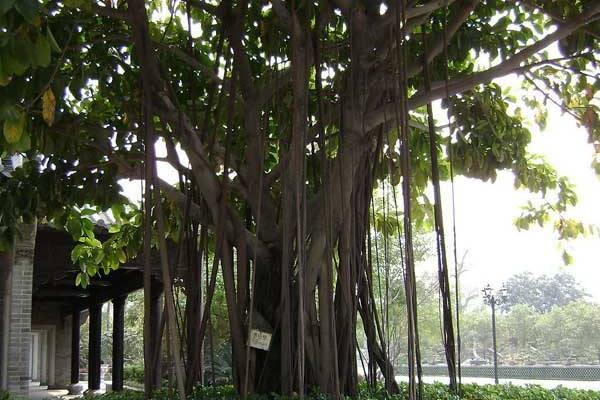 榕樹盆景圖片大全 榕樹的寓意 榕樹的特點(diǎn)