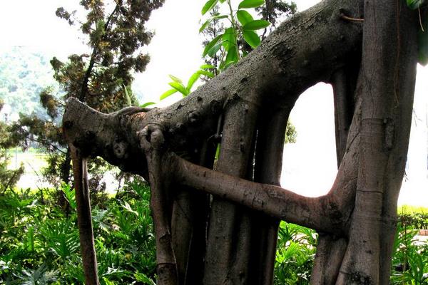 榕樹盆景圖片大全 榕樹的寓意 榕樹的特點(diǎn)