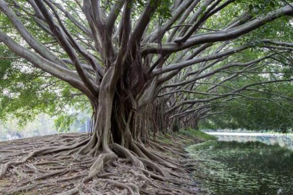 榕樹盆景圖片大全 榕樹的寓意 榕樹的特點(diǎn)