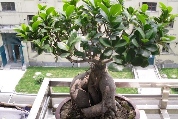 榕樹盆景圖片大全 榕樹的寓意 榕樹的特點(diǎn)