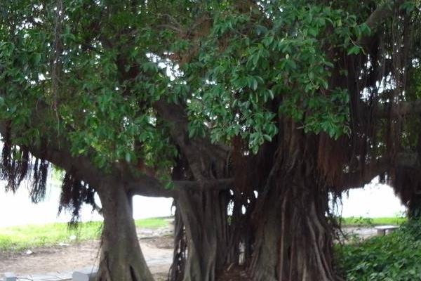 榕樹種子怎么種 榕樹生長在什么地方