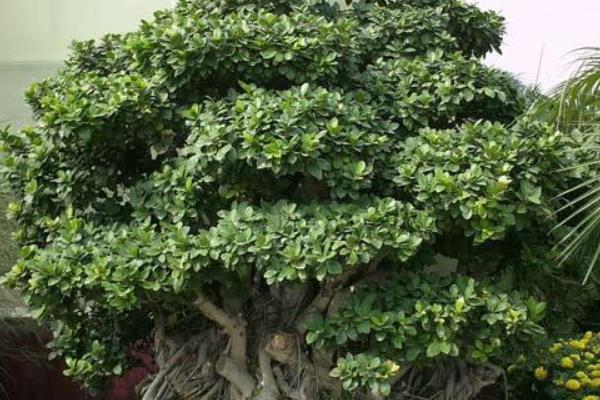 盆景榕樹怎么澆水（多久澆一次）  榕樹怎么施肥